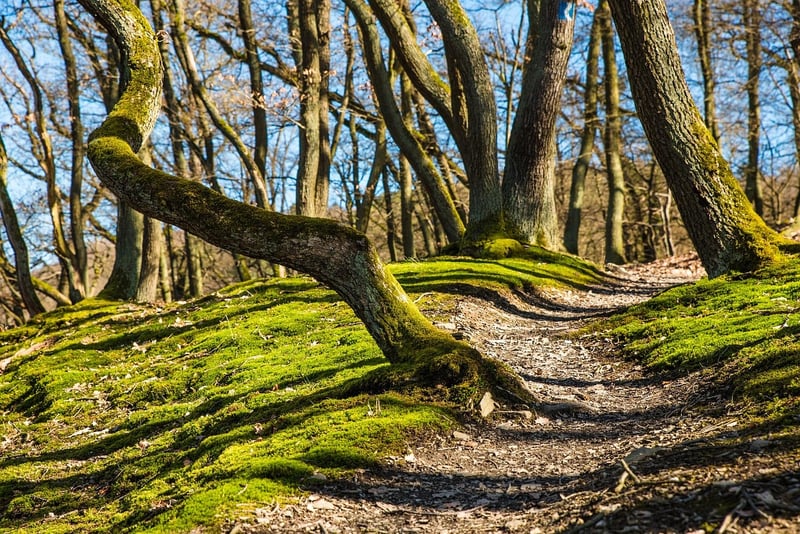 Enigmatic Trails