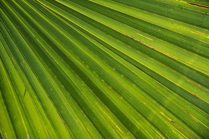 Palm Trees on a Beach